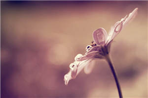 小说《我的脸盲皇帝齐云灏方洛洛》全文完结版阅读