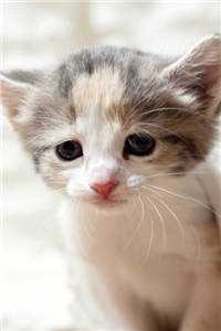 （何彦江桃周洲）何彦江桃周洲全文小说-全章节阅读