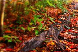 （柳斐斐周其叶然叶蓁）早恋续费全文免费阅读最新章节列表（早恋续费）_早恋续费全文免费阅读_柳斐斐周其叶然叶蓁（早恋续费）全文免费阅读无弹窗大结局