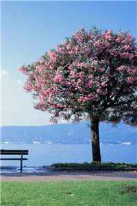 沈乔烟傅琛小说名字叫什么最新章节列表（沈乔烟傅琛小说名字叫什么）_男主叫傅乔的小说_沈乔烟傅琛小说名字叫什么全文免费阅读无弹窗（沈乔烟傅琛小说名字叫什么）大结局