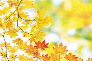 嘉洲思我意在线阅读免费_（存思意难）存思意难最新章节列表（存思意难）_存思意难（存思意难）全文免费阅读无弹窗大结局