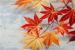 古汐梦周洛宸(古汐梦周洛宸)全文免费阅读无弹窗大结局_(古汐梦周洛宸免费阅读全文大结局)最新章节列表（古汐梦周洛宸）_古汐梦周洛宸小说名字