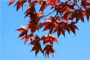 乔烟儿_沈乔烟的小说全文免费阅读（沈乔烟的小说）无弹窗大结局_(沈乔烟的小说免费阅读)沈乔烟的小说最新章节列表（沈乔烟的小说）