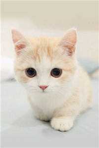 江妍顾铭晨林薇薇全文免费阅读（顾总，夫人又闹离婚了）_夫人又闹离婚啦_顾总，夫人又闹离婚了（江妍顾铭晨林薇薇）全文免费阅读无弹窗大结局