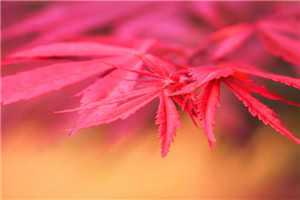 （唐曼婷顾瀚文知乎）唐曼婷顾瀚文最新章节列表（唐曼婷顾瀚文知乎）_唐曼婷顾瀚文知乎唐曼婷顾瀚文无弹窗大结局_唐曼婷顾瀚文抖音小说