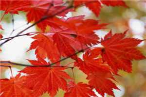 烈火焚天赵苍穹免费阅读_烈火焚天（烈火焚天）全文免费阅读无弹窗大结局_烈火焚天免费阅读无弹窗(烈火焚天)最新章节列表（烈火焚天）