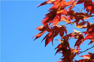 沈离歌 徐元青（沈离歌 徐元青）全文免费阅读无弹窗大结局_沈离歌 徐元青全文免费阅读（沈离歌 徐元青）最新章节列表（沈离歌 徐元青）_沈离歌徐元青小说名字叫什么