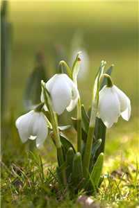 (谁又是软柿子陆煜尘简微简诺小说免费阅读)最新章节列表（陆煜尘简微简诺）_陆煜尘简微简诺(陆煜尘简微简诺)全文免费阅读无弹窗大结局_