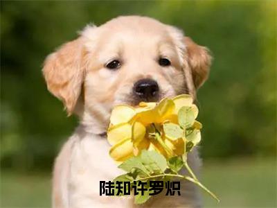 罗炽陆知许小说在线阅读陆知许罗炽无广告小说免费在线阅读（免费）+（结局）